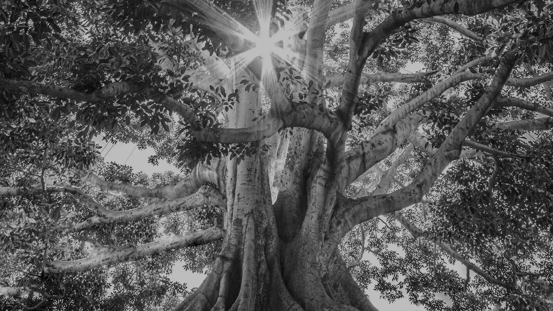 How Smart Leaders Turn Purpose into Performance